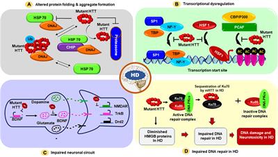 Polyglutamine Expansion in Huntingtin and Mechanism of DNA Damage Repair Defects in Huntington’s Disease